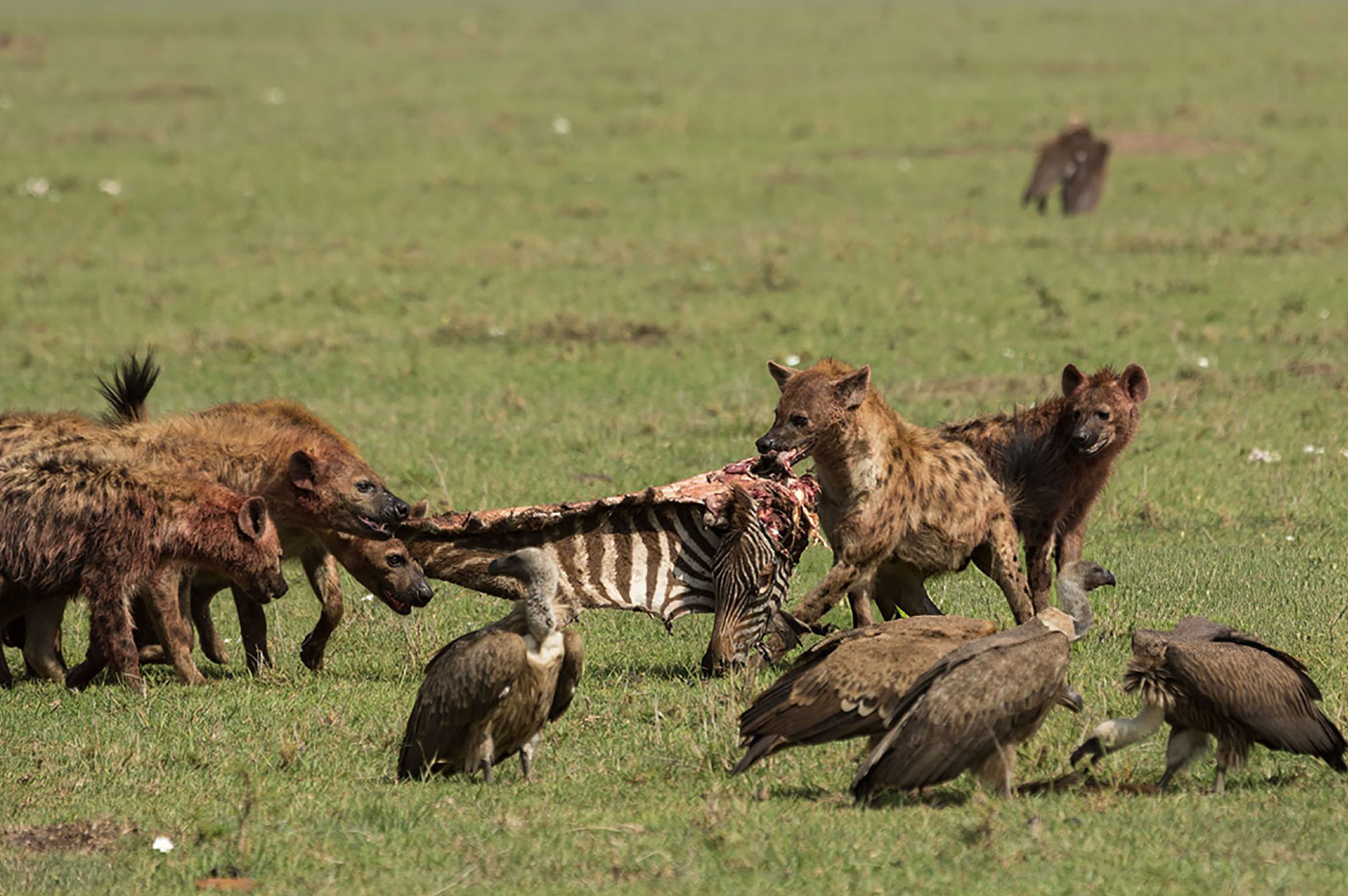 Spotted hyenas devouring a zebra carcass on Maasai Mara grasslands during Kenya safari –  with Pizet Safaris