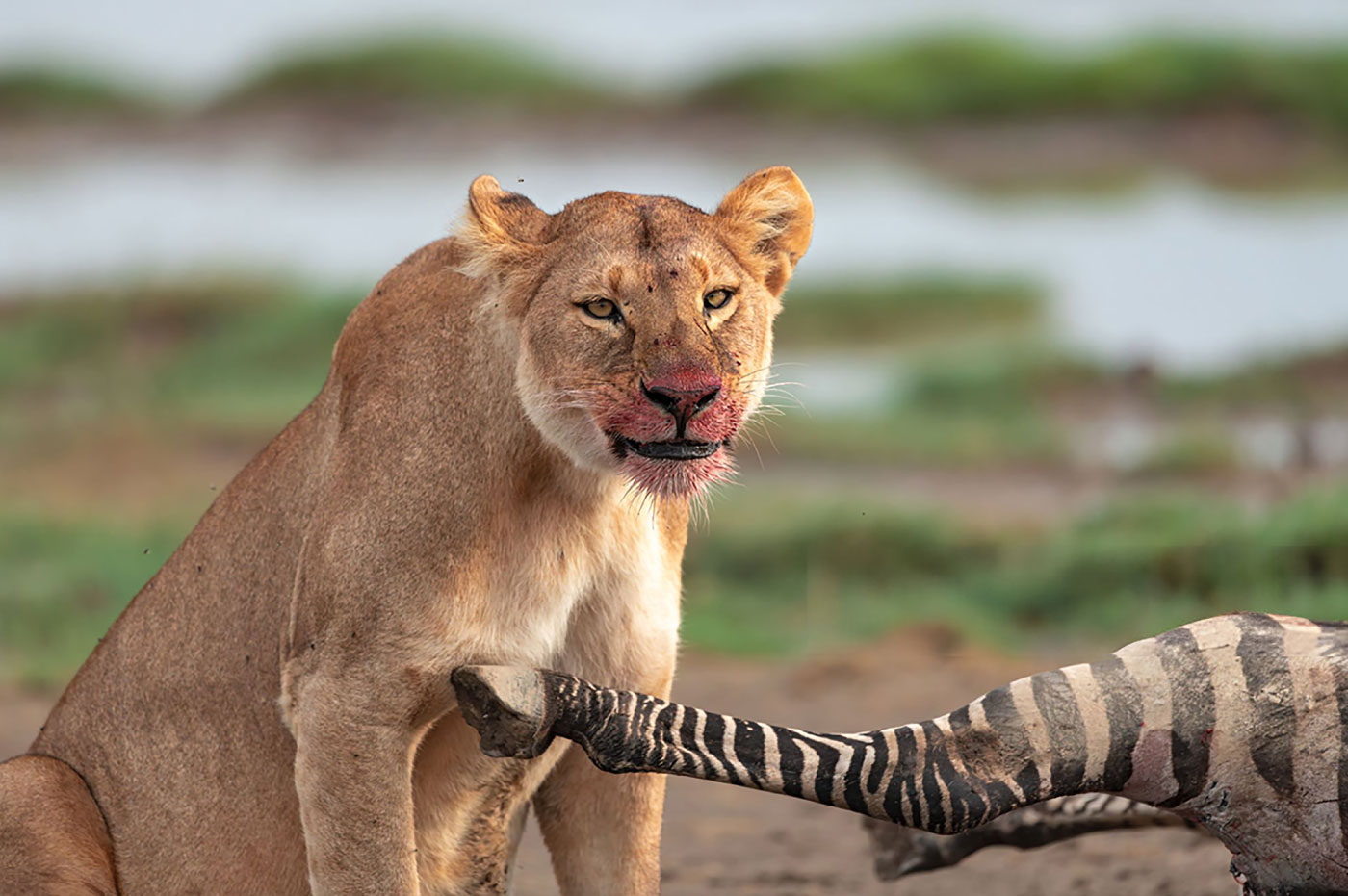 Frontal view of lioness with bloody face feeding on fresh zebra kill in Serengeti National Park Tanzania – African wildlife  with Pizet Safaris
