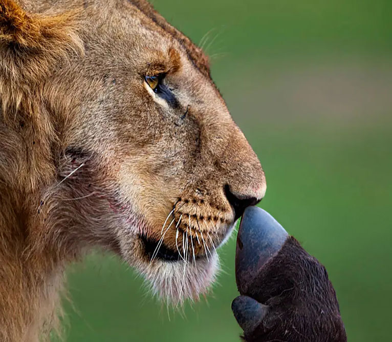 African lion feeding on a Cape buffalo in Masai Mara National Reserve, Kenya – iconic predator-prey moment captured on a Pizet Safaris game drive