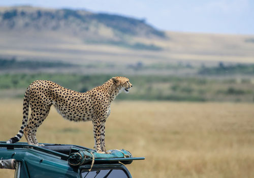 pizet-safaris-great-view