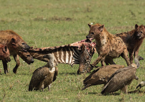 pizet-safaris-hyenas