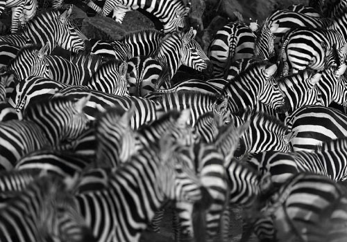 pizet-safaris-zebras