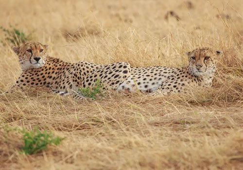 pizet-safaris-cheetahs-chilling