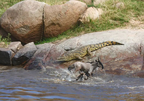 pizet-safaris-crocodile-wildebeest