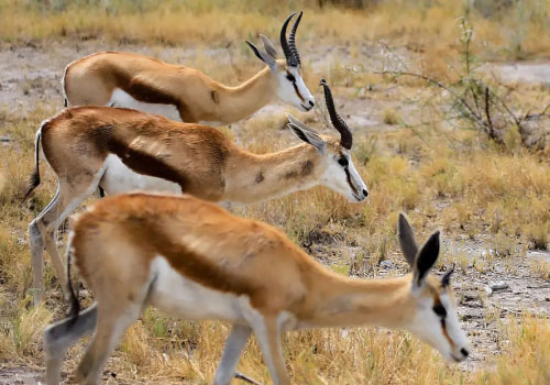 pizet-safaris-gazelles