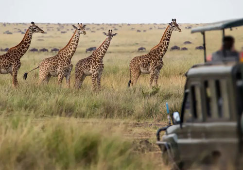 pizet-safaris-giraffes-in-the-wild