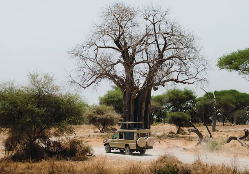 pizet-safaris-jeep-boabab-tarangire