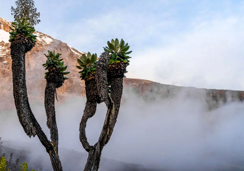 pizet-safaris-kili