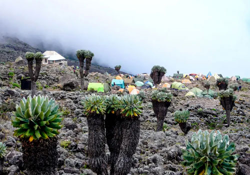 pizet-safaris-kilimanjaro-tents