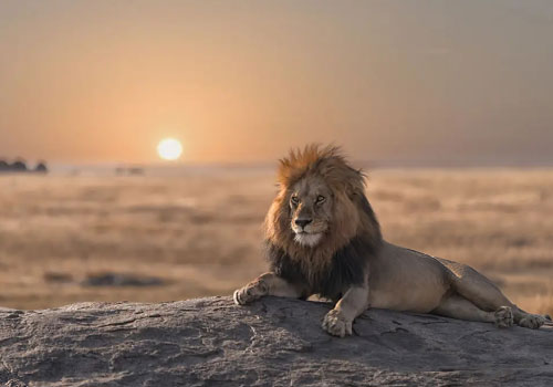 pizet-safaris-lion-king