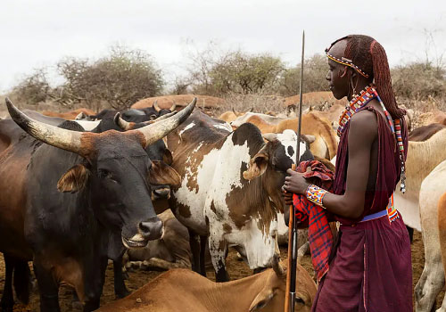 pizet-safaris-masai-cattle