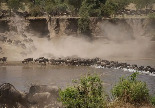 pizet-safaris-migration