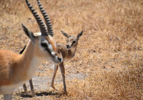 pizet-safaris-mother-antelope