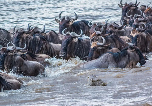 pizet-safaris-the-great-migration