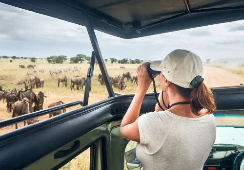pizet-safaris-wildebeest-grazing