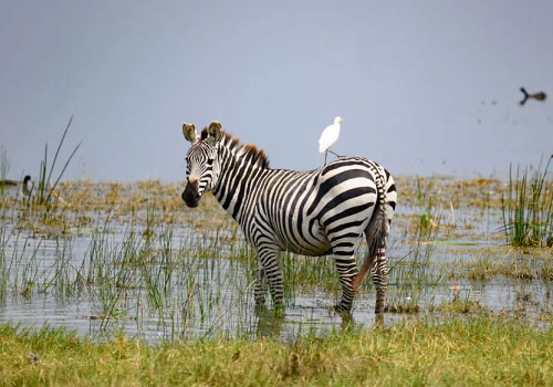 pizet-safaris-zebra-egret