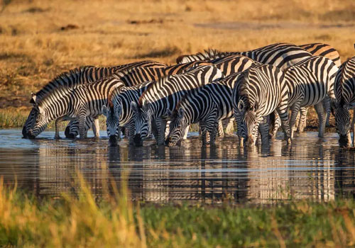 pizet-safaris-zebras-thirst-quench